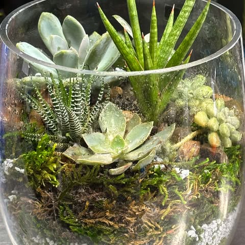 Terrarium Small image 0