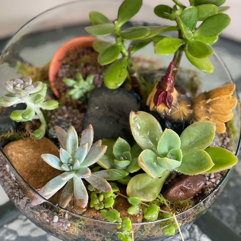 Terrarium Large image 0